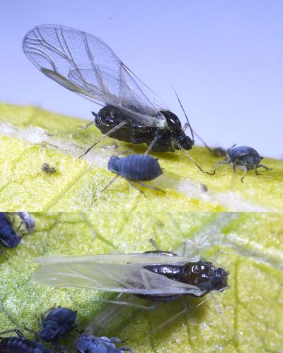 Aphis fabae